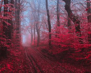 Preview wallpaper path, forest, fog, trees, red