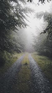 Preview wallpaper path, forest, fog, trees, nature