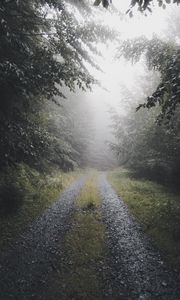 Preview wallpaper path, forest, fog, trees, nature