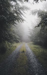 Preview wallpaper path, forest, fog, trees, nature