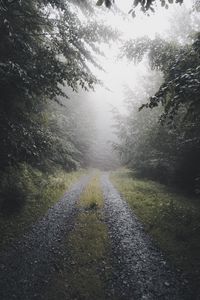 Preview wallpaper path, forest, fog, trees, nature