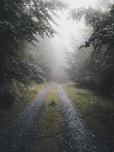 Preview wallpaper path, forest, fog, trees, nature