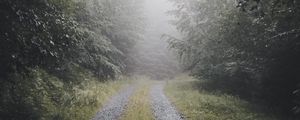 Preview wallpaper path, forest, fog, trees, nature