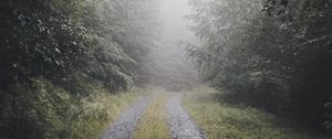 Preview wallpaper path, forest, fog, trees, nature