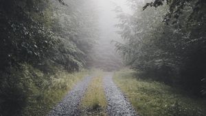 Preview wallpaper path, forest, fog, trees, nature