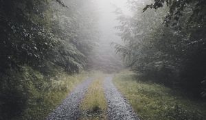 Preview wallpaper path, forest, fog, trees, nature