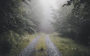 Preview wallpaper path, forest, fog, trees, nature