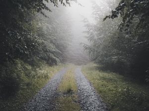 Preview wallpaper path, forest, fog, trees, nature
