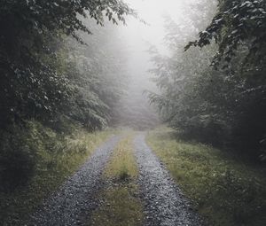 Preview wallpaper path, forest, fog, trees, nature