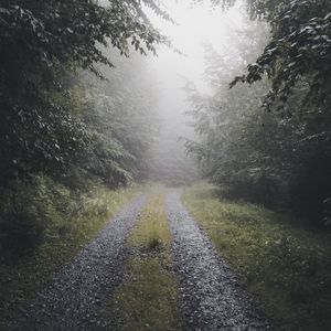 Preview wallpaper path, forest, fog, trees, nature