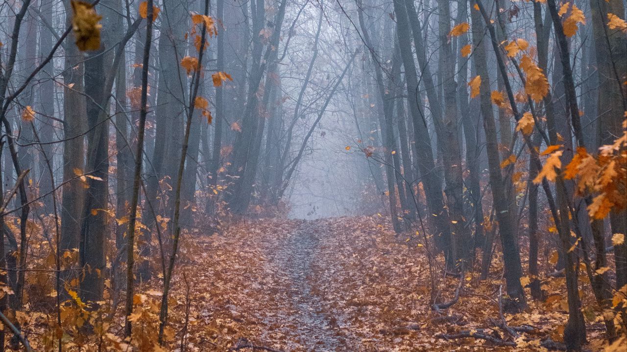 Wallpaper path, forest, fog, trees, autumn