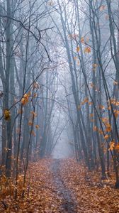 Preview wallpaper path, forest, fog, trees, autumn