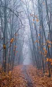 Preview wallpaper path, forest, fog, trees, autumn