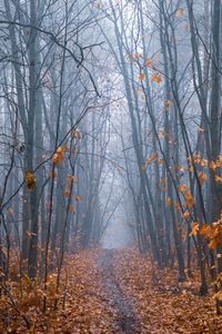Preview wallpaper path, forest, fog, trees, autumn