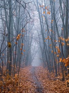 Preview wallpaper path, forest, fog, trees, autumn