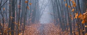 Preview wallpaper path, forest, fog, trees, autumn