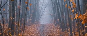 Preview wallpaper path, forest, fog, trees, autumn
