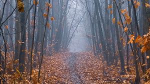 Preview wallpaper path, forest, fog, trees, autumn