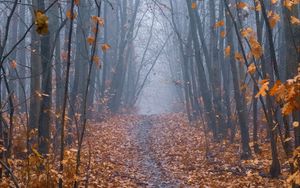 Preview wallpaper path, forest, fog, trees, autumn