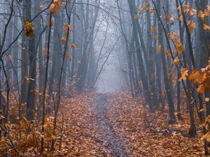 Preview wallpaper path, forest, fog, trees, autumn