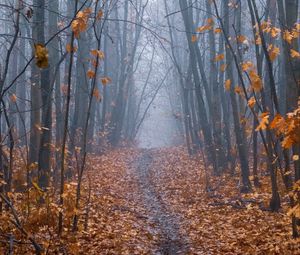 Preview wallpaper path, forest, fog, trees, autumn