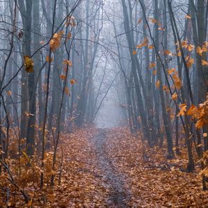 Preview wallpaper path, forest, fog, trees, autumn