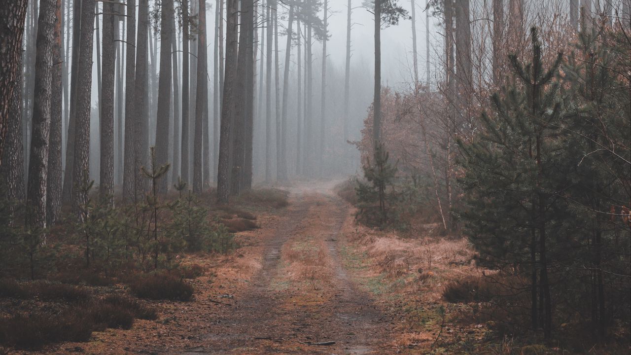 Wallpaper path, forest, gloomy