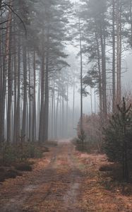 Preview wallpaper path, forest, gloomy