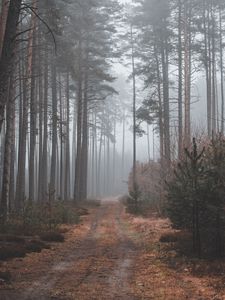 Preview wallpaper path, forest, gloomy