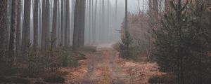 Preview wallpaper path, forest, gloomy