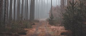 Preview wallpaper path, forest, gloomy