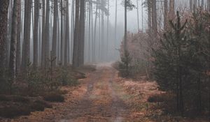 Preview wallpaper path, forest, gloomy
