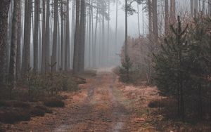 Preview wallpaper path, forest, gloomy