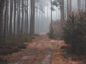 Preview wallpaper path, forest, gloomy