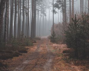 Preview wallpaper path, forest, gloomy