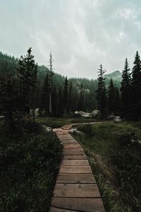 Preview wallpaper path, forest, mountains, nature, landscape