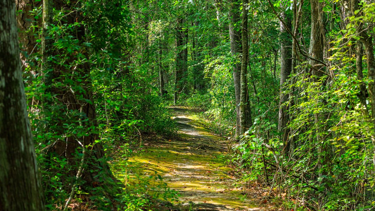 Wallpaper path, forest, nature, landscape