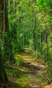 Preview wallpaper path, forest, nature, landscape