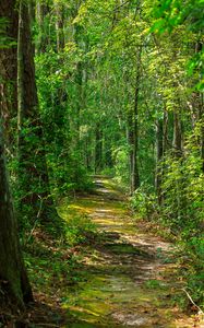 Preview wallpaper path, forest, nature, landscape