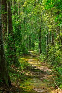 Preview wallpaper path, forest, nature, landscape