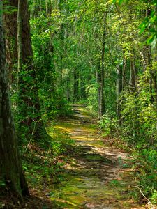 Preview wallpaper path, forest, nature, landscape