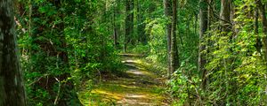 Preview wallpaper path, forest, nature, landscape