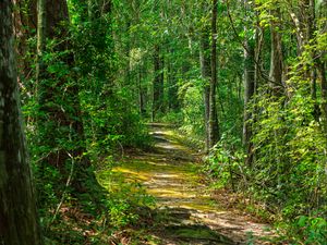 Preview wallpaper path, forest, nature, landscape