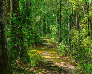 Preview wallpaper path, forest, nature, landscape