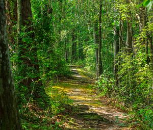 Preview wallpaper path, forest, nature, landscape