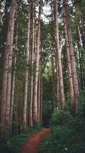 Preview wallpaper path, forest, pines, trees, grass