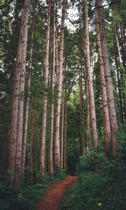 Preview wallpaper path, forest, pines, trees, grass