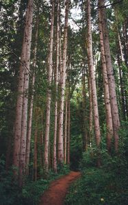 Preview wallpaper path, forest, pines, trees, grass