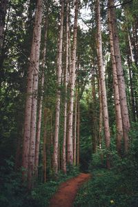 Preview wallpaper path, forest, pines, trees, grass