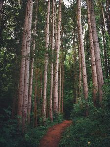 Preview wallpaper path, forest, pines, trees, grass